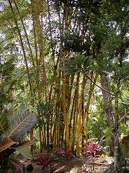 20071024-28bali (40).jpg